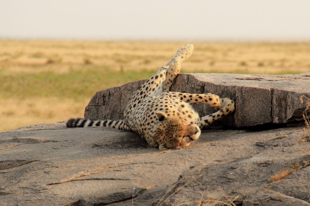 Tanzania Traumurlaub